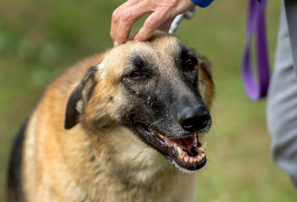 Pet Blessing 2019 October (2)